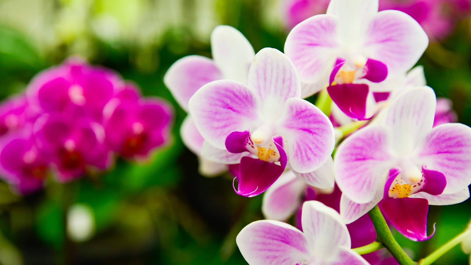 flores orquideas en un jardin para representar las criptomonedas orchid