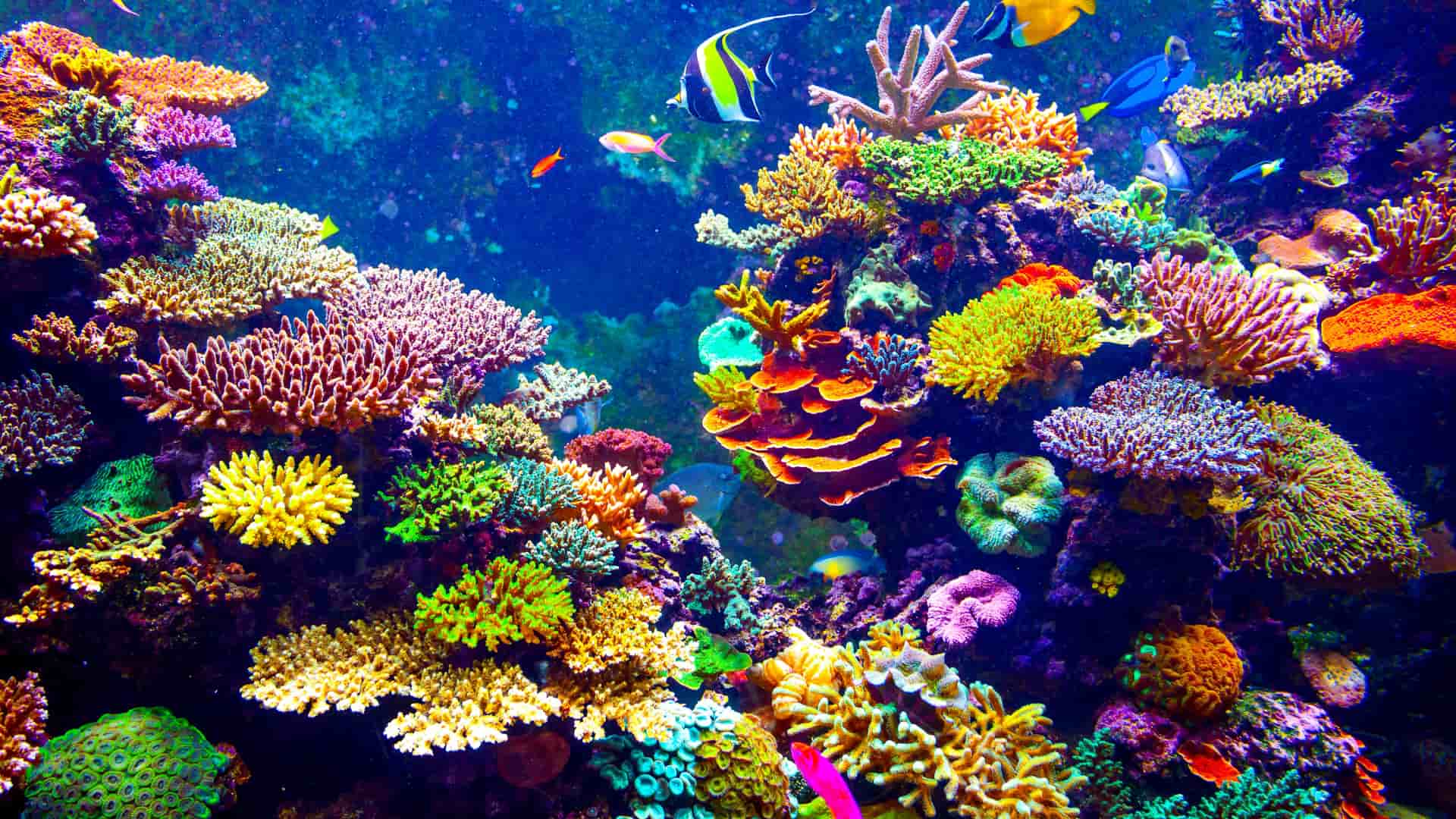 arrecife del fondo del mar con vegetacion y animales que representa las criptomonedas reef